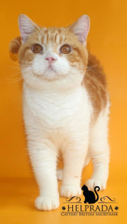 Photo №2 to announcement № 5653 for the sale of british shorthair - buy in Ukraine breeder