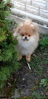 Photo №2 to announcement № 18787 for the sale of pomeranian - buy in Lithuania 