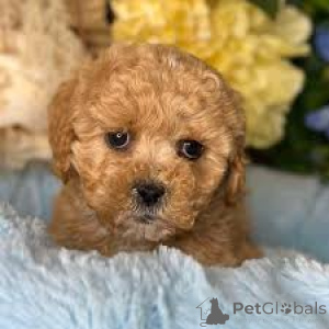 Photo №2 to announcement № 165950 for the sale of poodle (toy) - buy in Portugal private announcement, breeder