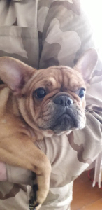 Photo №1. french bulldog - for sale in the city of Mogilyov | negotiated | Announcement № 3397