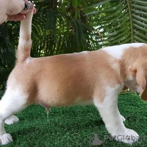 Photo №3. Adorable beagle puppies for sale.. Germany