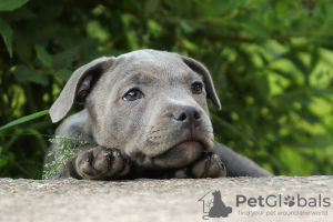 Additional photos: American Staffordshire Bull Terrier girls