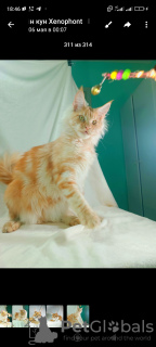 Photo №2 to announcement № 102214 for the sale of maine coon - buy in Russian Federation from nursery