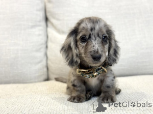 Photo №3. Sweet, cuddly, and full of love Lunas heart shines as bright as her name.. Germany