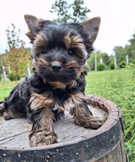 Photo №1. yorkshire terrier - for sale in the city of Валево | Is free | Announcement № 75172
