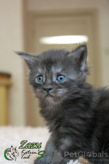 Photo №2 to announcement № 10878 for the sale of maine coon - buy in Russian Federation private announcement, from nursery, breeder