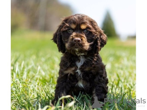 Photo №1. american cocker spaniel - for sale in the city of Birkenwerder | 329$ | Announcement № 147580