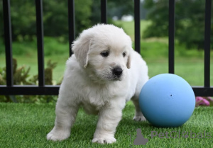 Photo №3. Chiots Golden Retriever à vendre. France