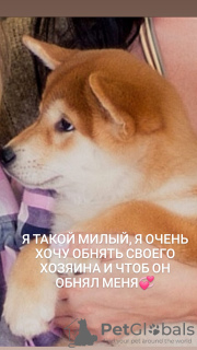 Photo №2 to announcement № 9178 for the sale of shiba inu - buy in Russian Federation from nursery