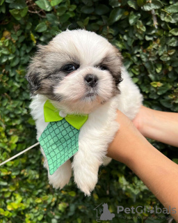 Photo №2 to announcement № 42910 for the sale of shih tzu - buy in United States breeder