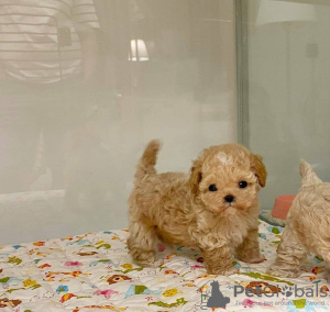 Photo №1. poodle (toy) - for sale in the city of Oslo | negotiated | Announcement № 122093