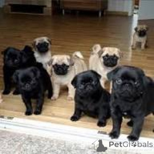 Photo №1. pug - for sale in the city of Rotterdam | 723$ | Announcement № 165600