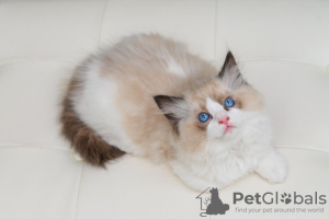 Photo №4. I will sell ragdoll in the city of Brussels. breeder - price - 1321$