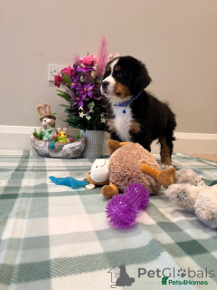 Photo №2 to announcement № 173327 for the sale of bernese mountain dog - buy in Germany private announcement, breeder