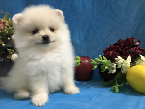 Photo №2 to announcement № 6951 for the sale of pomeranian - buy in Russian Federation breeder