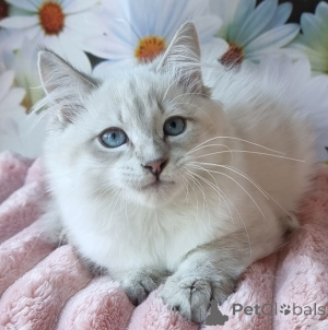 Photo №1. neva masquerade - for sale in the city of Kyivets' | 700$ | Announcement № 154384