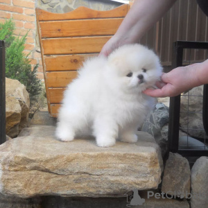 Photo №2 to announcement № 119503 for the sale of pomeranian - buy in Germany private announcement