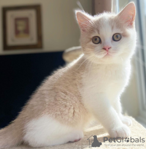 Photo №1. british shorthair - for sale in the city of Pärnu | 613$ | Announcement № 90136