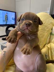 Additional photos: American Bully Pocket puppies