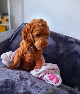 Photo №3. Kawapu girl. Ireland