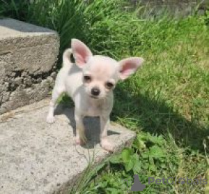 Photo №1. chihuahua - for sale in the city of Jokkmokk | negotiated | Announcement № 55319