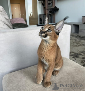 Additional photos: Friendly caracal kitten for adoption and africa serval kitten for sale