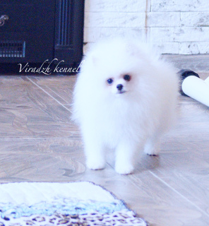 Photo №2 to announcement № 2370 for the sale of pomeranian - buy in Russian Federation breeder