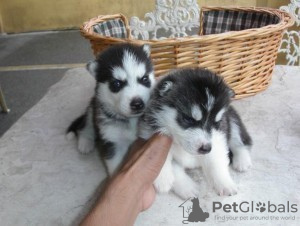 Photo №2 to announcement № 63479 for the sale of siberian husky - buy in United States 