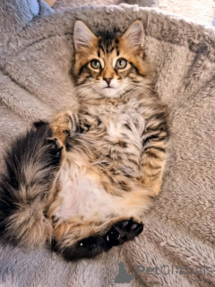 Photo №3. Maine coon kitten for adoption. Germany