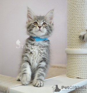Photo №2 to announcement № 18098 for the sale of maine coon - buy in Russian Federation from nursery, breeder
