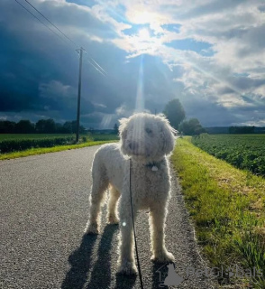 Photo №1.  - for sale in the city of Berlin | negotiated | Announcement № 166538