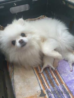 Photo №4. I will sell pomeranian in the city of Berlin. private announcement - price - 542$
