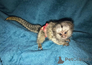 Photo №2 to announcement № 161694 for the sale of  - buy in Czech Republic 