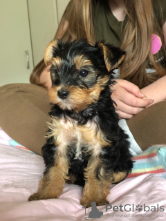 Photo №3. Teacup Yorkshire Terrier Puppy for free adoption. Germany