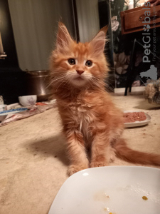 Photo №4. I will sell maine coon in the city of Kristinestad. private announcement - price - 740$