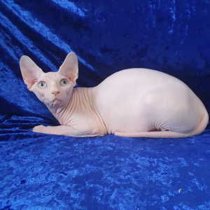 Photo №2 to announcement № 6169 for the sale of sphynx-katze - buy in Ukraine from nursery