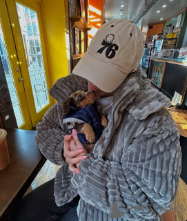 Photo №1. dachshund - for sale in the city of Berlin | 568$ | Announcement № 167201