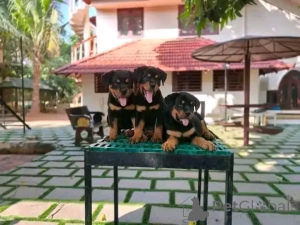Photo №2 to announcement № 137951 for the sale of rottweiler - buy in Germany private announcement, breeder