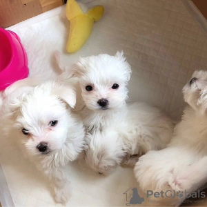 Photo №4. I will sell maltese dog in the city of Ybbs an der Donau.  - price - 330$