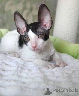 Photo №3. Fabulous pedigree Cornish Rex kittens. Poland