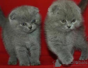 Photo №1. scottish fold - for sale in the city of Антверпен | 211$ | Announcement № 105132