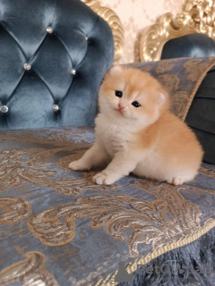Photo №1. british shorthair - for sale in the city of Gelsenkirchen | Is free | Announcement № 132573