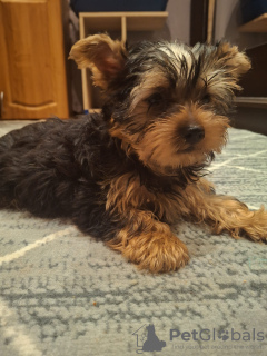 Additional photos: Yorkie puppy.