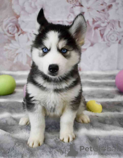 Photo №1. siberian husky - for sale in the city of Афины | 264$ | Announcement № 98643