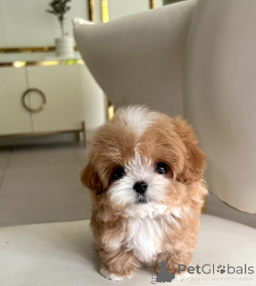 Photo №1. maltipu - for sale in the city of Minsk | negotiated | Announcement № 175640