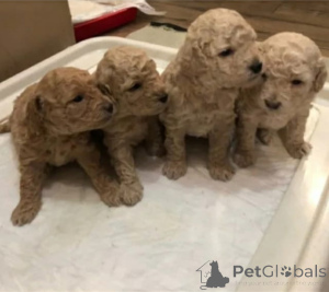 Photo №1. poodle (dwarf) - for sale in the city of Tbilisi | 600$ | Announcement № 138920