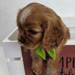 Photo №4. I will sell cavalier king charles spaniel in the city of Gruyères. private announcement - price - negotiated