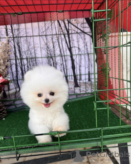 Photo №2 to announcement № 70795 for the sale of pomeranian - buy in United States 