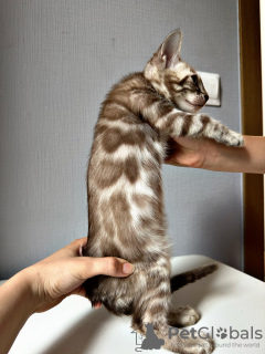 Photo №4. I will sell bengal cat in the city of St. Petersburg. breeder - price - 0$