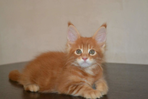 Photo №2 to announcement № 4701 for the sale of maine coon - buy in Russian Federation breeder